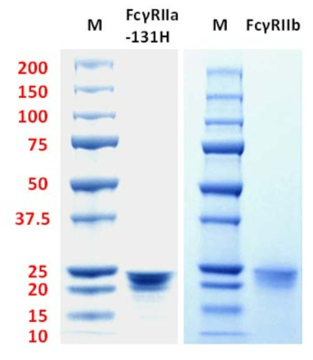 대장균에서 FcγRIIa-131H 및 FcγRIIb 발현, 정제 및 재활성화