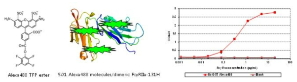 Alexa488 TFP ester를 이용한 dimeric FcγRIIa-131H 형광 표지화 및 IgG Fc 결합력 분석.