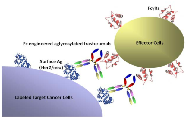 Fc 변이체의 암세포 사멸 효능 분석