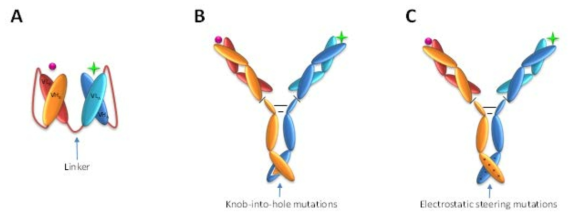 (A) 항체절편을 이용한 이중항체, (B) Knob-into-hole 기술을 이용한 이중항체, (C) Electrostatic steering을 이용한 이중항체