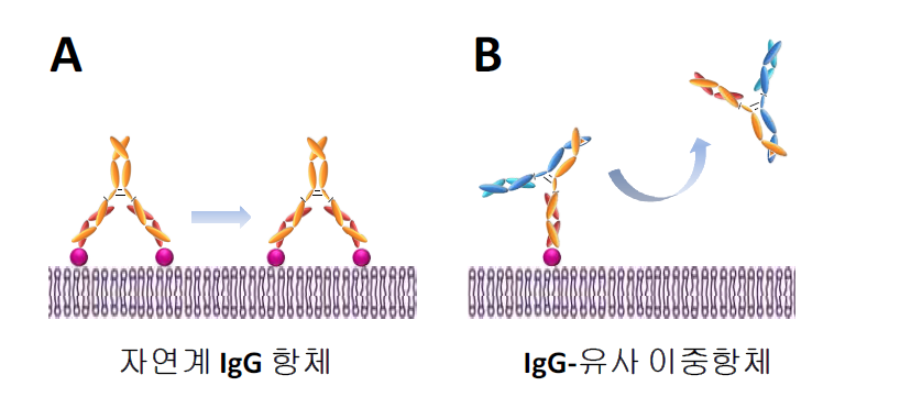 자연계 IgG 항체 (A)와 IgG-유사 이중항체 (B)의 항원 결합