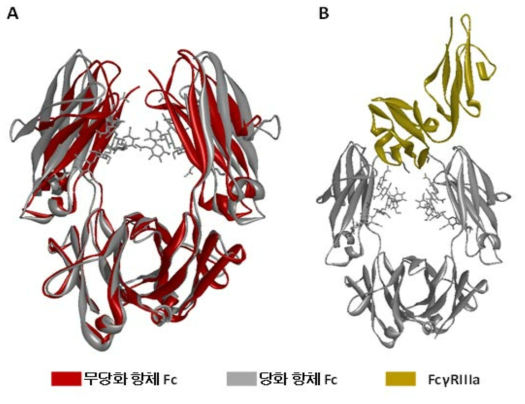 (A) 무당화 항체 Fc와 당화 항체 Fc의 구조적 차이. (B) 당화 항체와 결합한 FcγRIIIa (PDB: 3AY4).