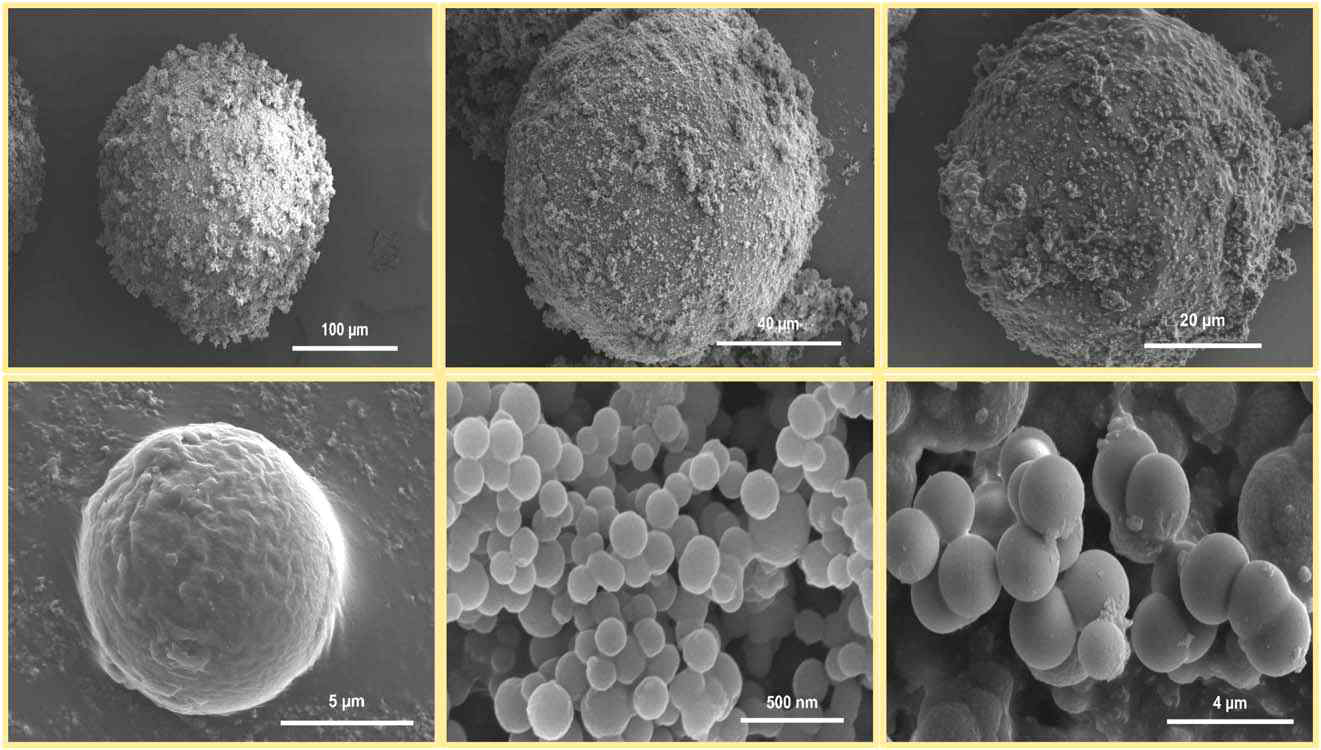 Morphological analysis of the microcapsules with GO-epoxy-solvent core