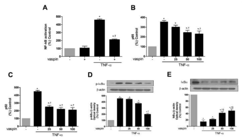 Vaspin inhibits TNFα-induced NF-κB activation in HAECs.