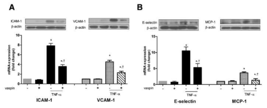 Vaspin inhibits TNFα-induced expression of adhesion molecules.