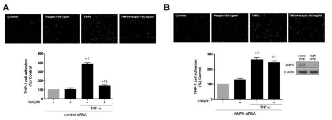 AMPK activation mediates the inhibitory effects of vaspin on TNFα-induced adhesion of monocytes to HAECs.