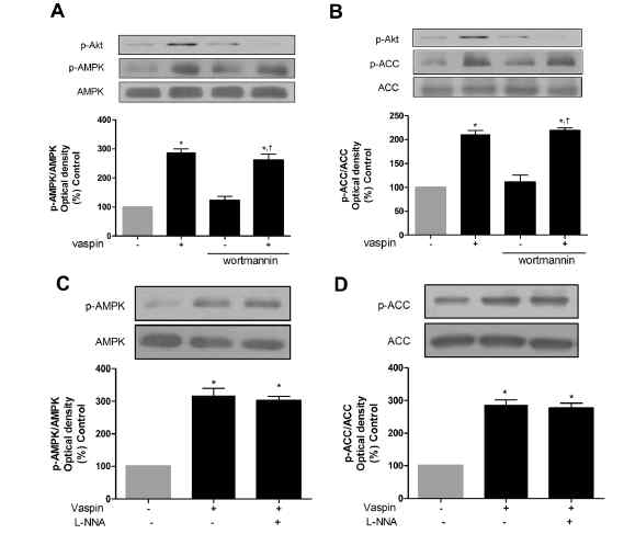 Vaspin induces the activation of AMPK independently of Akt and NO pathway.