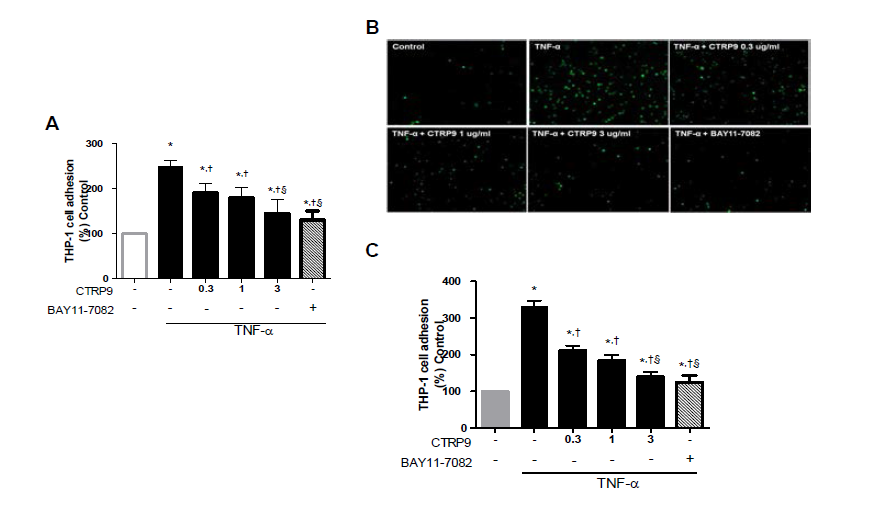 CTRP9 inhibits TNFα-induced adhesion of monocytes to HAEC