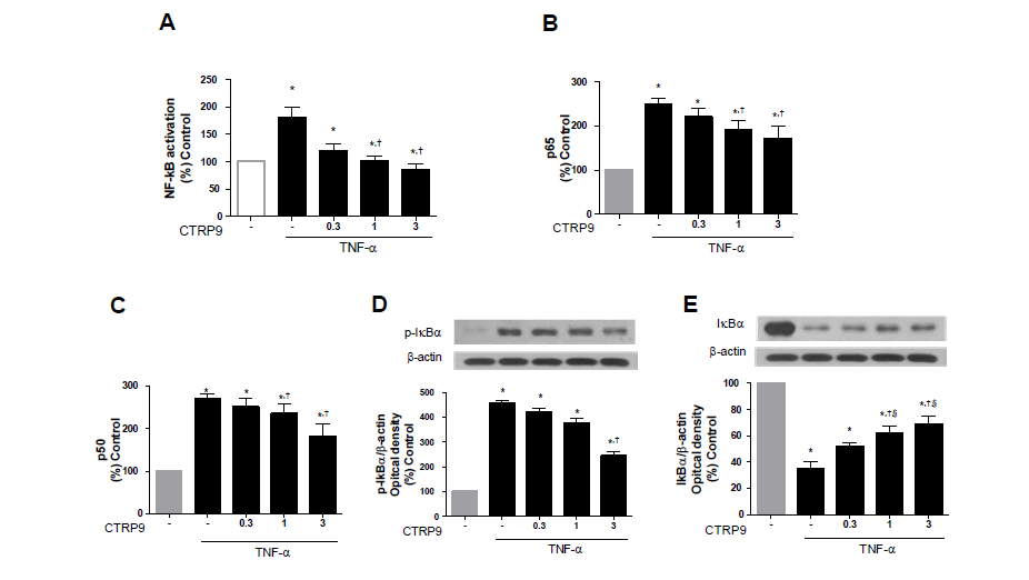 CTRP9 inhibits TNFα-induced NF-κB activation in HAEC.