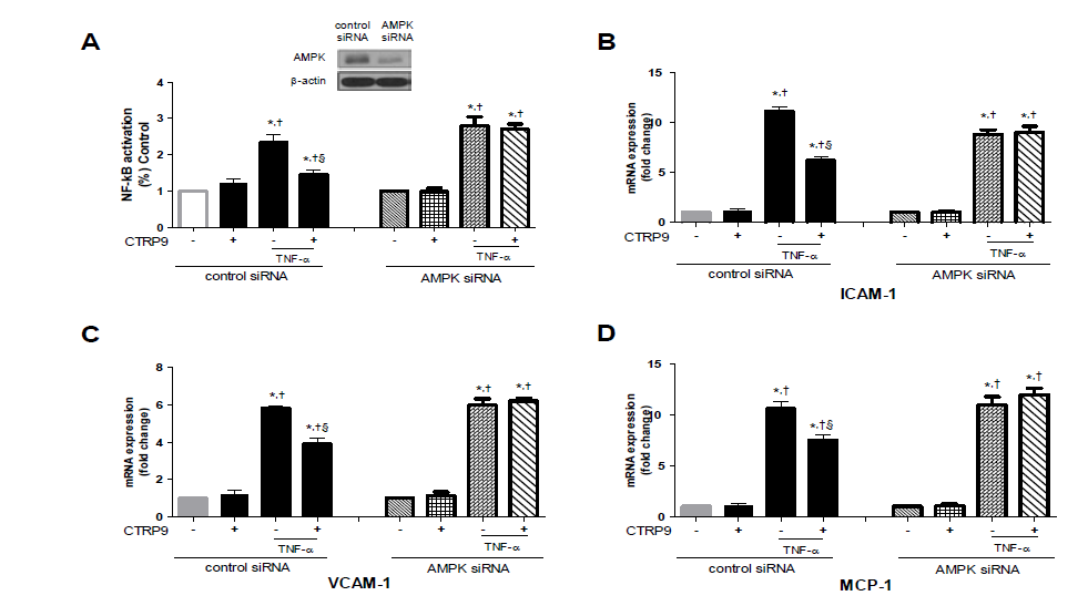 AMPK activation mediates the inhibitory effects of CTRP9 on TNFα-induced NF- κB activation and expression of adhesion molecules
