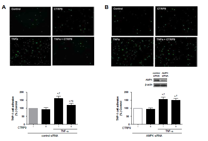 AMPK activation mediates the inhibitory effects of CTRP9 on TNFα-induced adhesion of monocytes to HAEC.