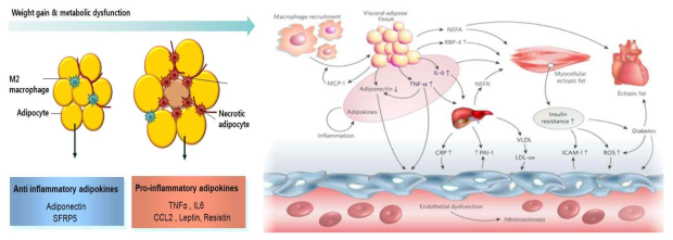 아디포카인과 동맥경화증의 진행