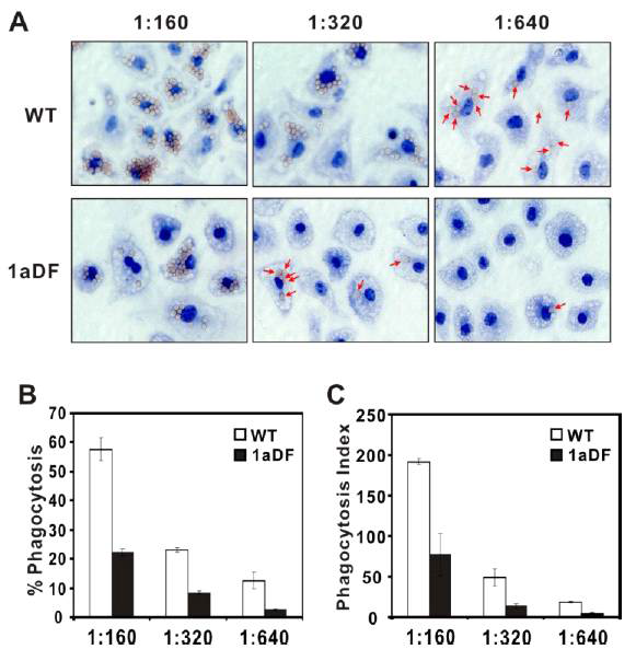SREBP-1a 유전자 결핍 마우스 대식세포와 식세포작용과의 관련성 연구