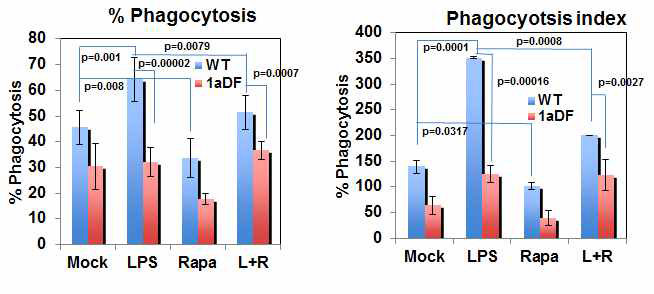 mTOR 신호 활성 및 제어 의한 phagocytosis 능 력의 변화 관찰
