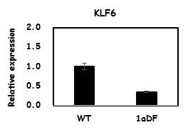 SREBP-1a 결핍 마우스의 간에서 KLF6의 발현 감소