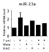 Melatonin에 의한 miR-23a 조절