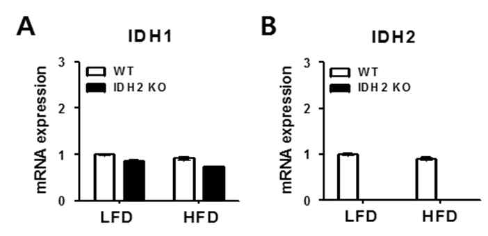 간 조직에서 IDH1과 IDH2의 유전자 발현 변화