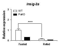 PPARa 결핍마우스에서 Insig-2a 유전자 발현