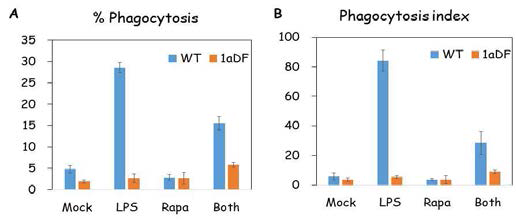 SREBP-1a 결핍 대식세포에서 포식작용에 미치는 LPS와 Rapmycin의 영향