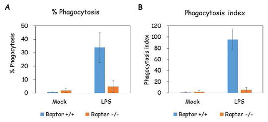 Raptor 결핍 대식세포의 포식작용 감소