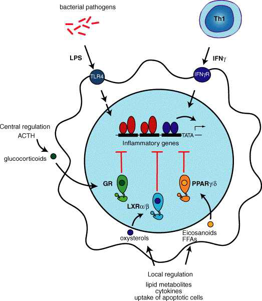 대식세포에서 PPARa, LXRa와 GR에 의한 염증반응 유전자의 억제기전