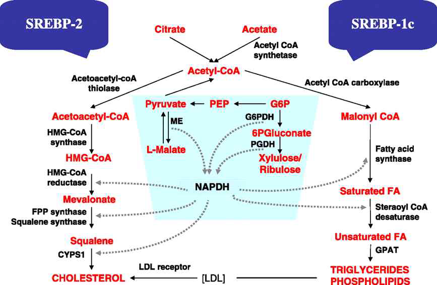 SREBP에 의한 지방대사조절 기전