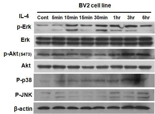 Effect of IL-4-mediated phosphorylationof pErk, Akt, pp38 and JNK in BV2 cells