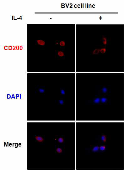 IL-4 mediated translocation of CD200 in microglia