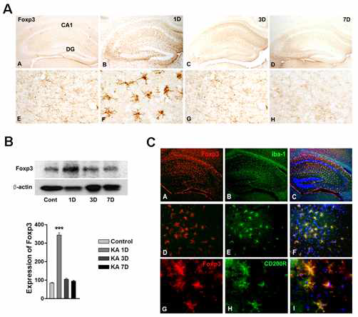 Foxp3 expression is up-regulated in microglial cells following in KA-induced excitotoxicity