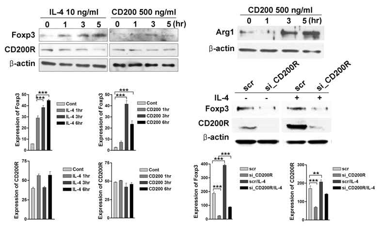 Foxp3 is up-regulated in alternative activation induced by IL-4 of microglia and is dependent on CD200-CD200R signaling