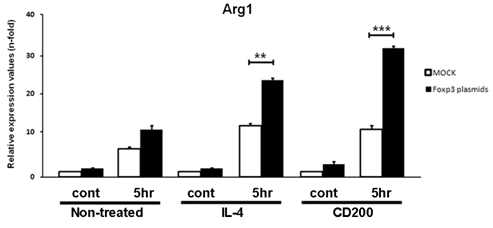 M2 phase is regulated through CD200-CD200R and CD200R/Foxp3 signaling