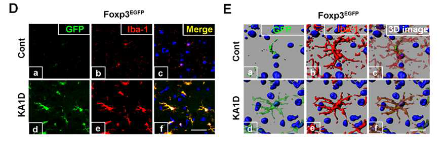 EGFP expression in microglia in FOXP3EGFP mice