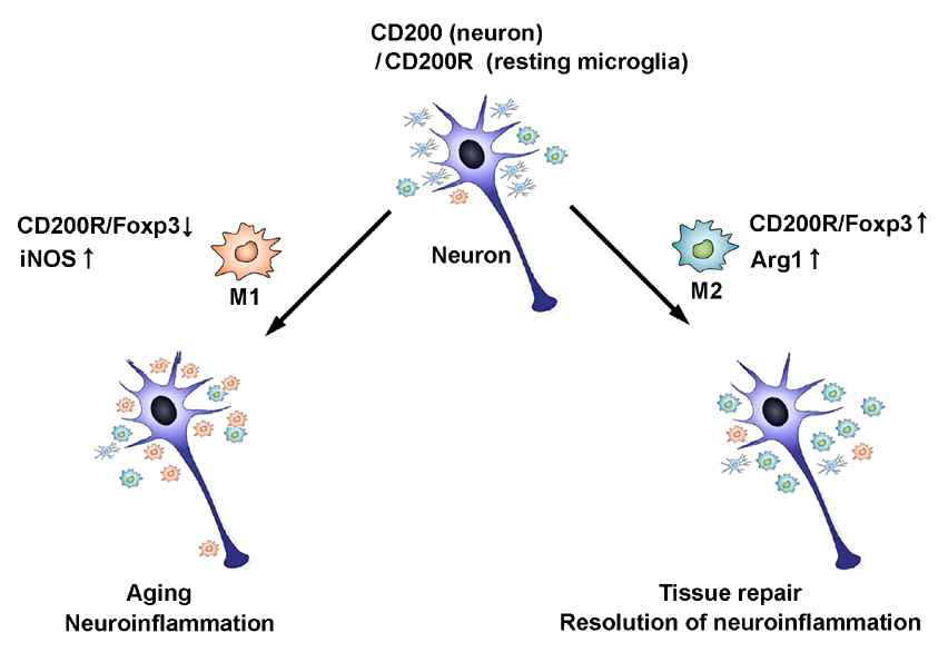 Scheme of microglial activation regulation by CD200R/Foxp3