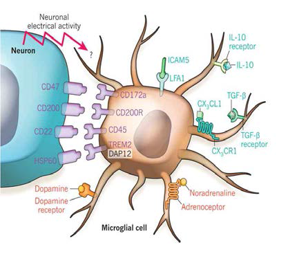 Neurons inhibit microglia in several ways