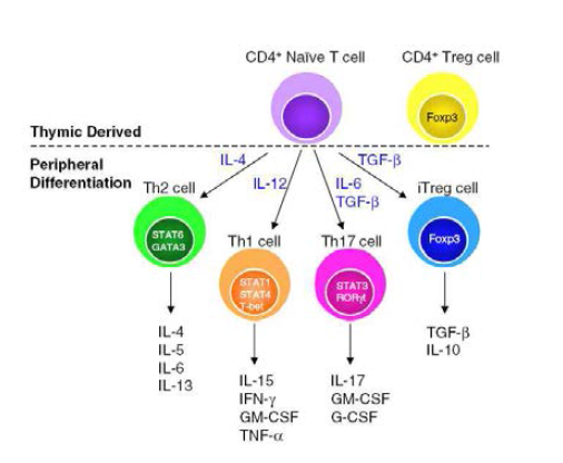 Naive CD4+ cells emerge from the thymus and further differentiate into subtypes based on the cytokine microenvironment
