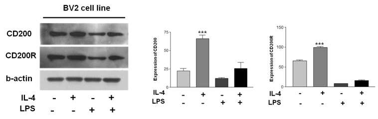 Interleukin-4 (IL-4) redirected active BV2 cell toward an alternatvie activation (M2) profile