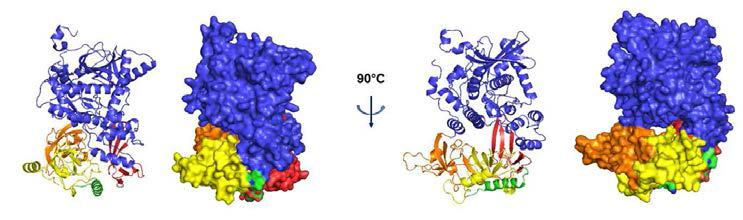 Phyre server를 이용한 Ssd1 단백질의 구조