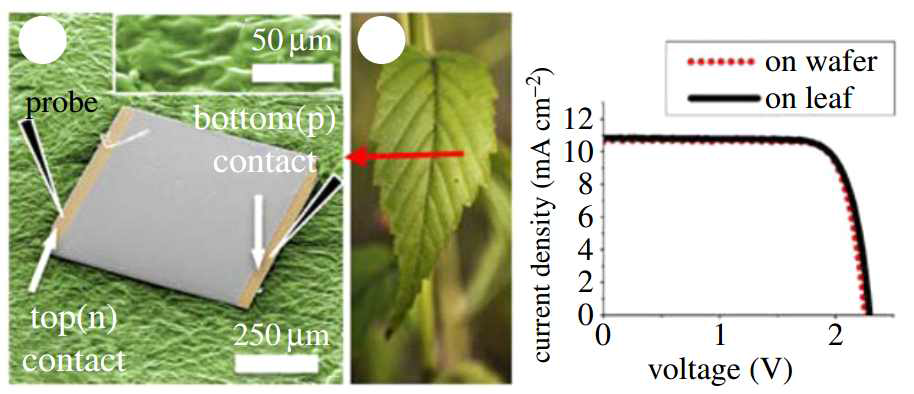 (좌)나뭇잎 위로 전사된 태양전지 (우)전사 전후 태양전지의 전기적 특성 비교