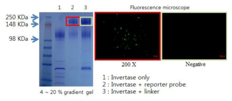 Invertase-signal probe conjugation 확인. 4 ~ 20% gradient gel에 전기영동 후 positive 부위와 negative 부위를 형광현미경으로 관찰