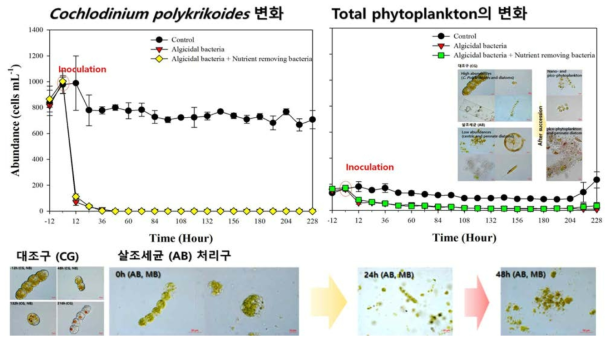 살조세균(Neptunomonas sp.), 살조세균+영양염 제거세균 투입시의 Cochlodinium polykrikoides 및 Natural phytoplankton communities의 변화