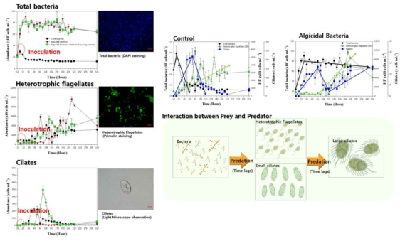 살조세균(Neptunomonas sp.), 살조세균+영양염 제거세균 투입시의 total bacteria, Heterotrophic flagellates, Ciliates의 변화