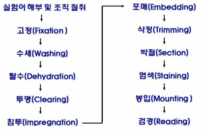 조직학적 분석을 위한 조사 순서.