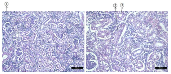 조피볼락의 신장 조직. ① 사구체, ② 근위세뇨관, ③ 원위세뇨관.