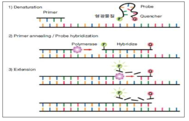 TaqMan probe 법의 단계별 모식도