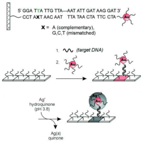 Scanometric DNA Assay의 원리