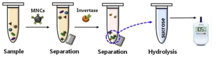 Invertase 기법을 이용한 병원성 박테리아의 검출 기법