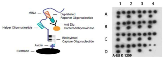 SH method를 이용한 Electrochemical detection