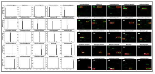 DNA chip analysis using species-specific probes