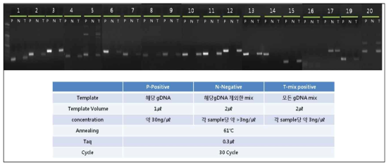 Identification of microalgae by PCR method. P: positive, N: negative, T: total 샘플