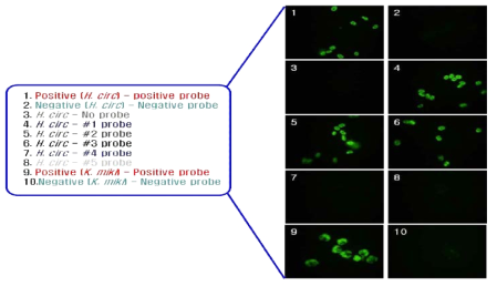 Probe test for detecting Heterocapsa circularisquama.